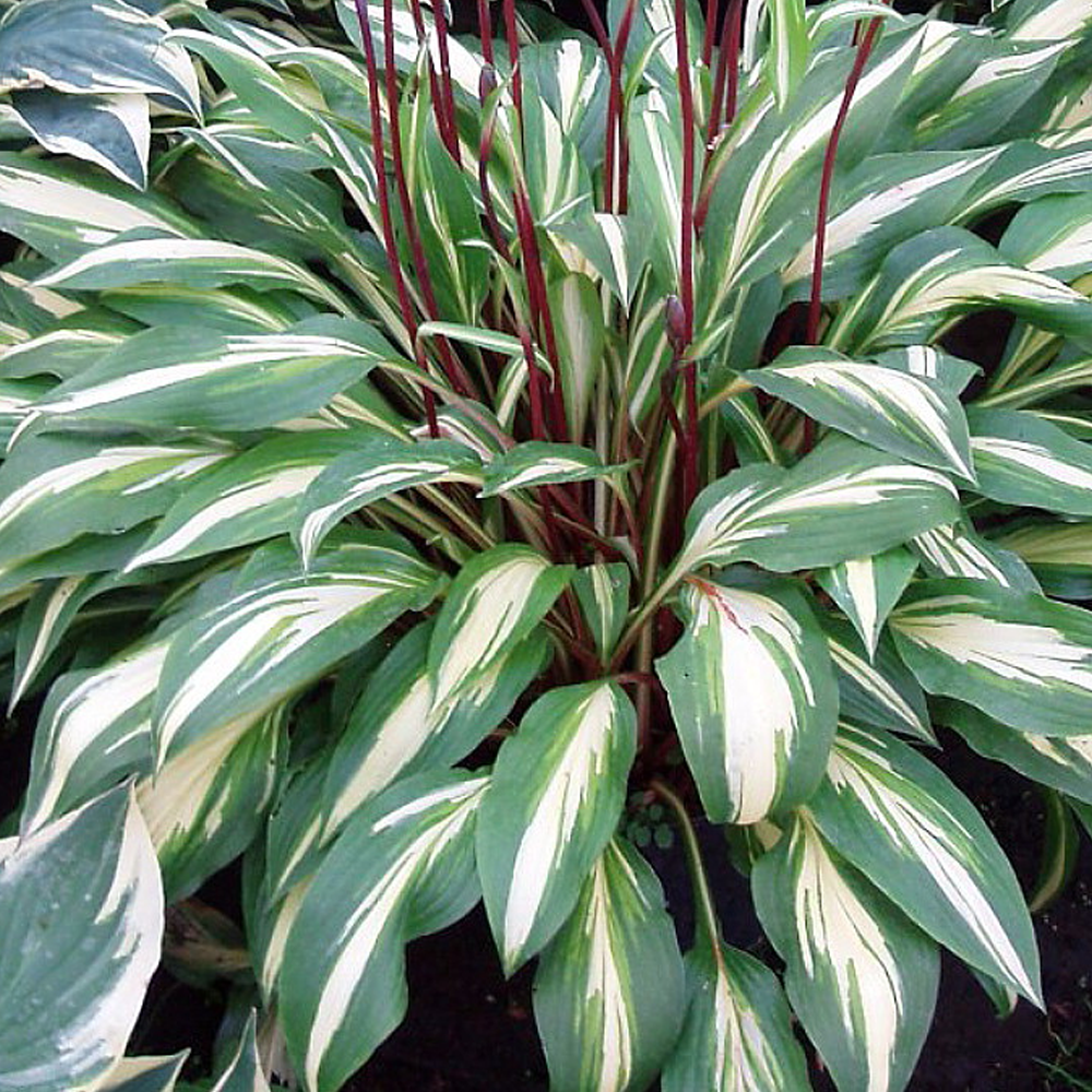 Hosta Cherry Berry (9cm)