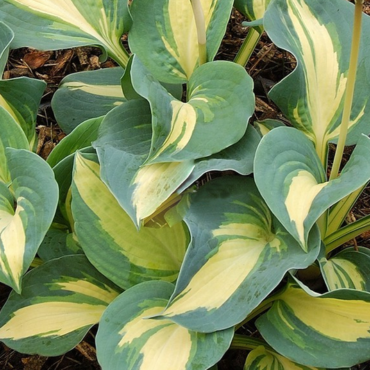 Hosta Dream Queen (9cm)