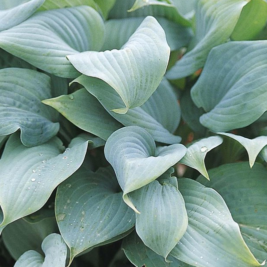 Hosta Fragrant Blue (9cm)