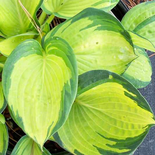 Hosta Great Expectations (9cm)