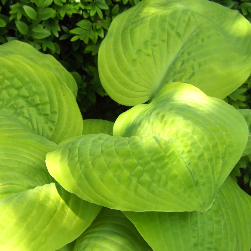 Hosta Golden Waffles (9cm)