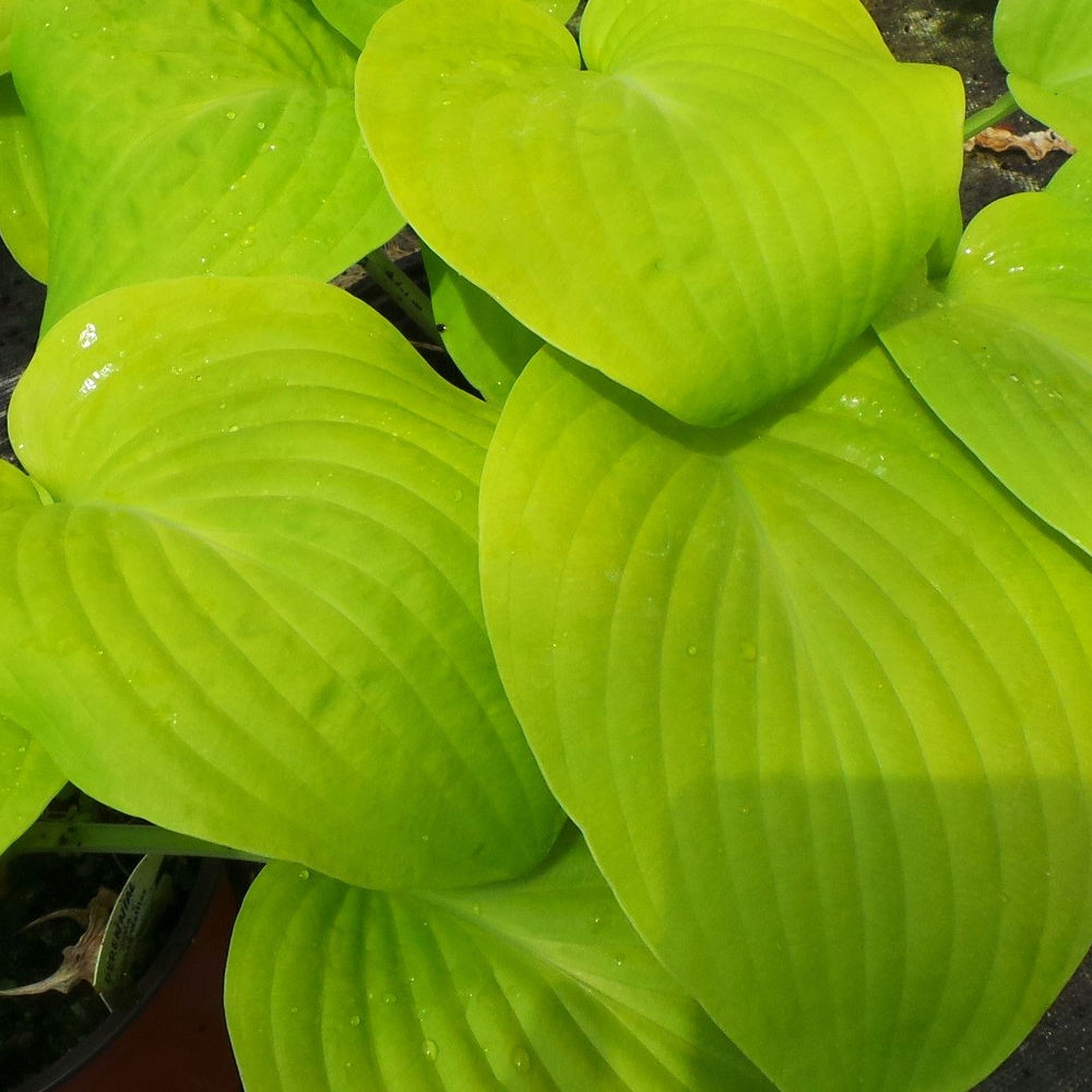 Hosta Golden Waffles (9cm)