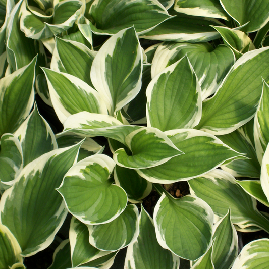 Hosta Minute Man (9cm)