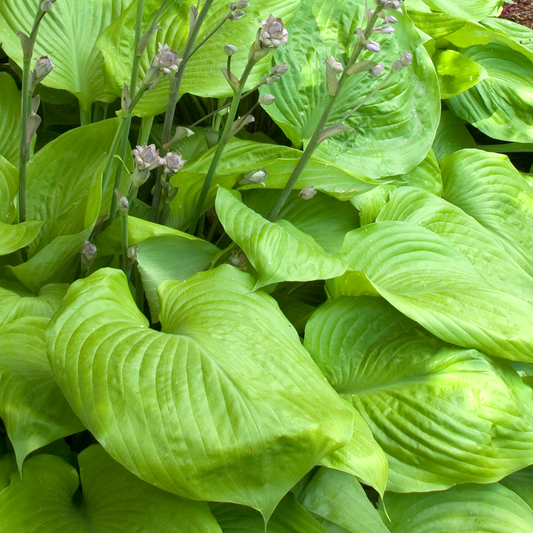 Hosta Sum & Substance (9cm)