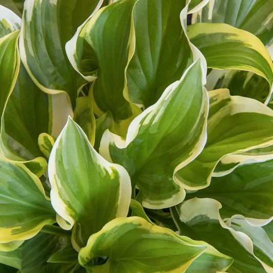 Hosta So Sweet (9cm)