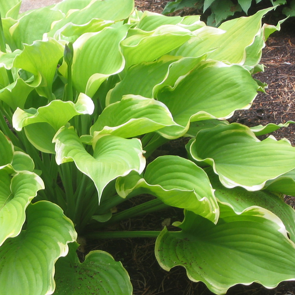 Hosta Winter Snow (9cm)