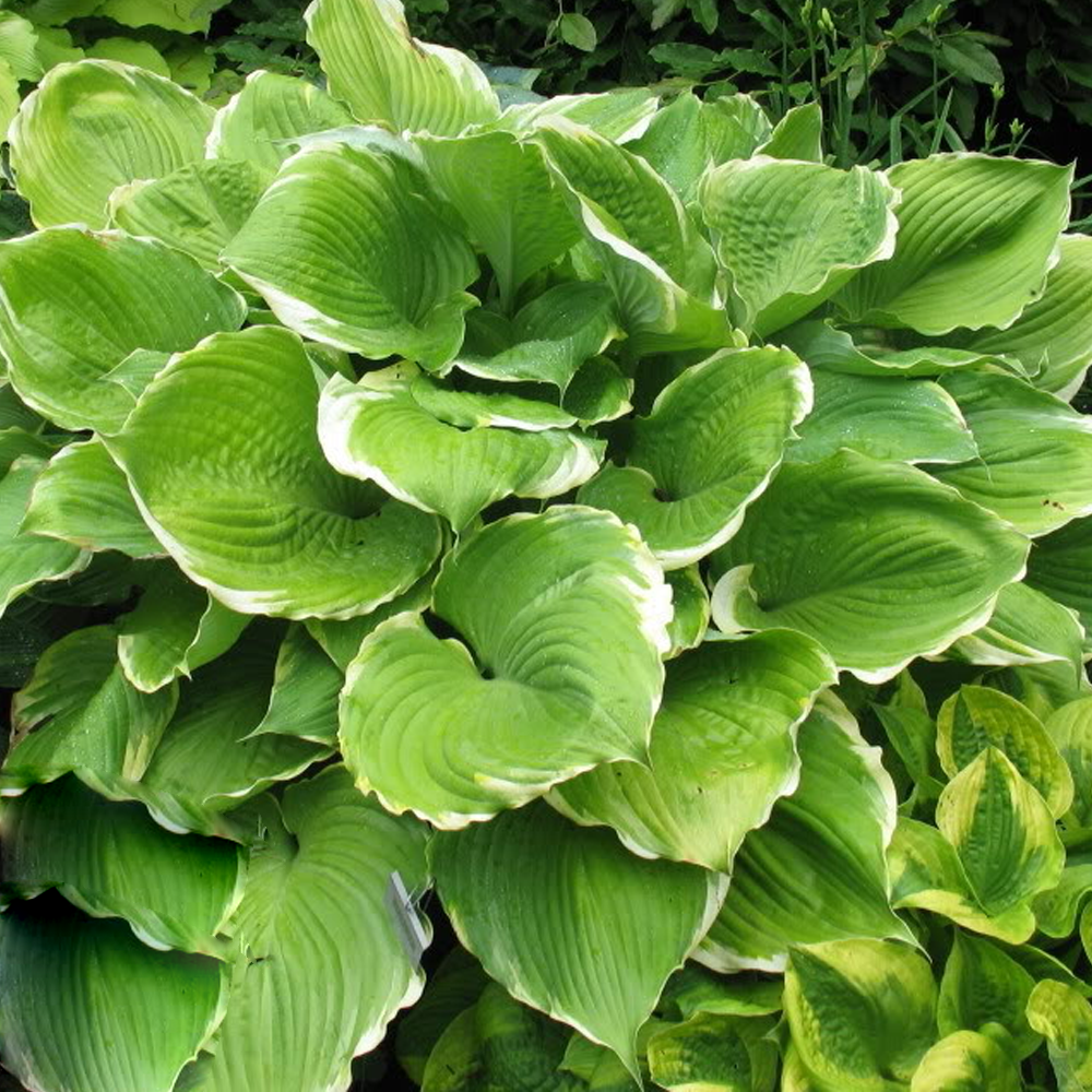 Hosta Winter Snow (9cm)