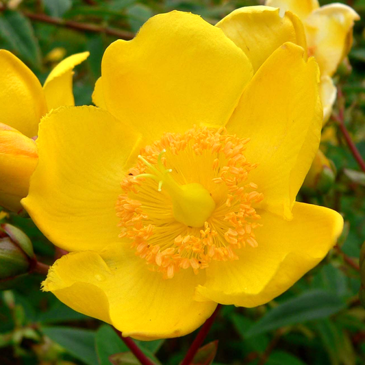 Hypericum Hidcote (9cm)