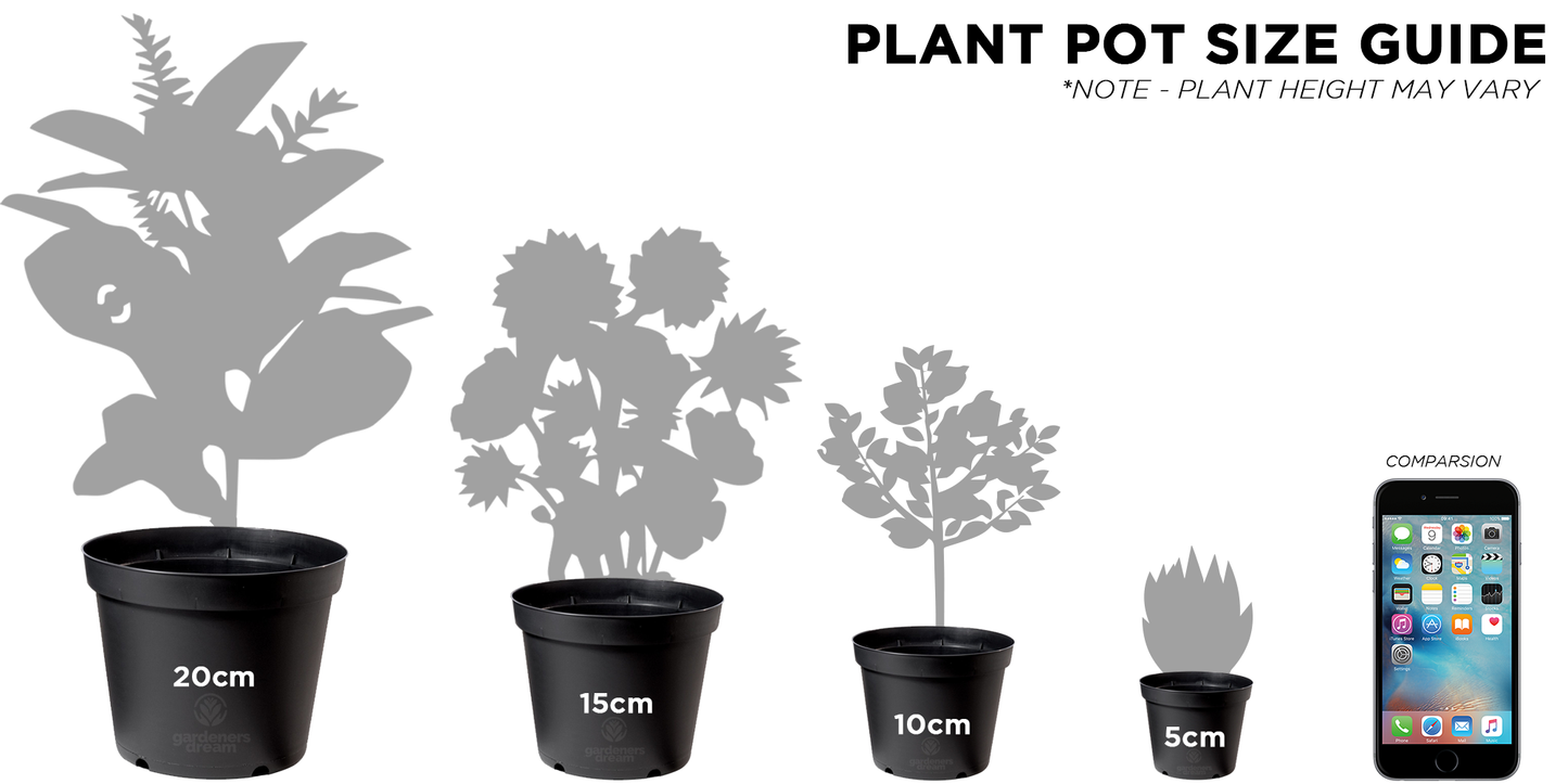 Herb - Chervil Common (8cm)