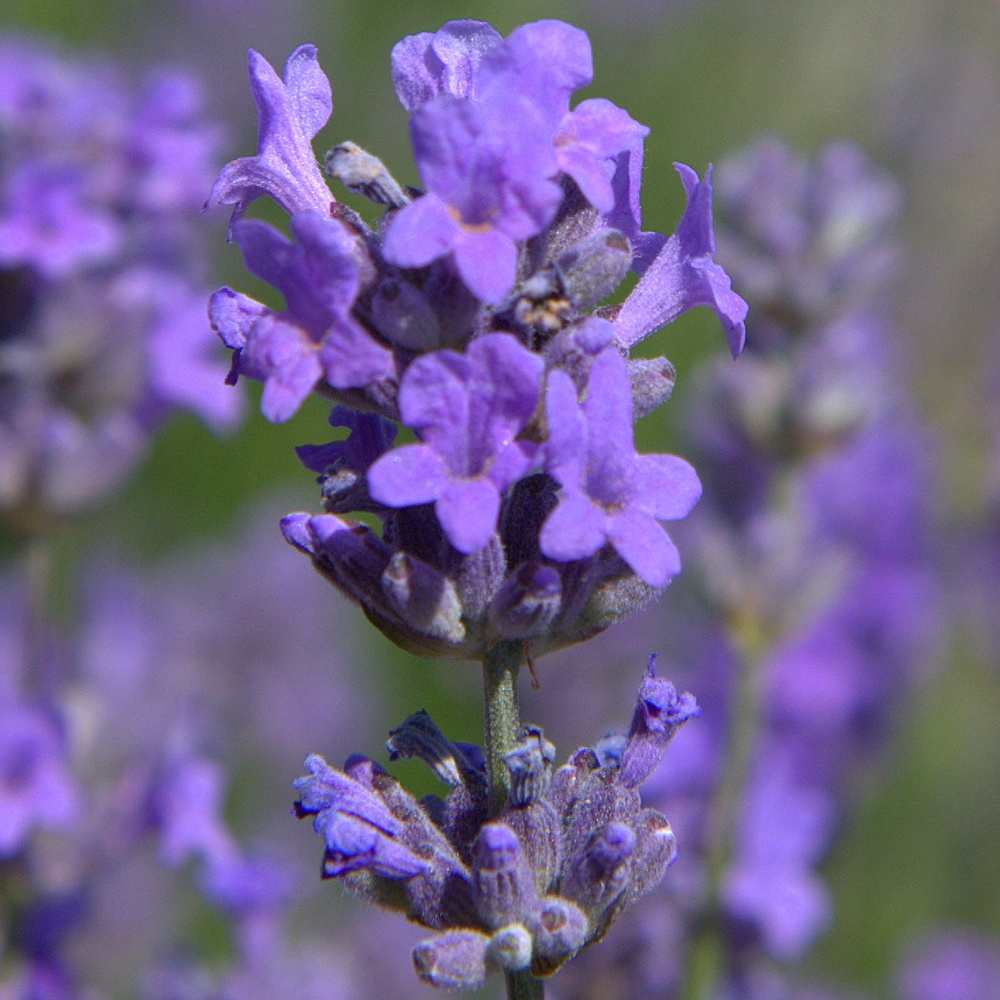 Lavender Munstead (9cm)