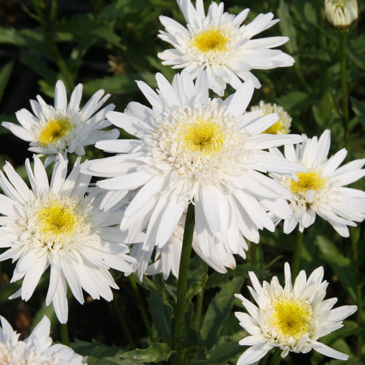 Leucanthemum Christine Hagemann (9cm)