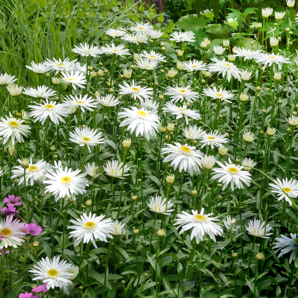 Leucanthemum Christine Hagemann (9cm)