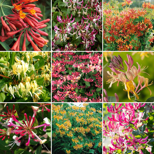 Lonicera Mix (9cm, Pack of 3)