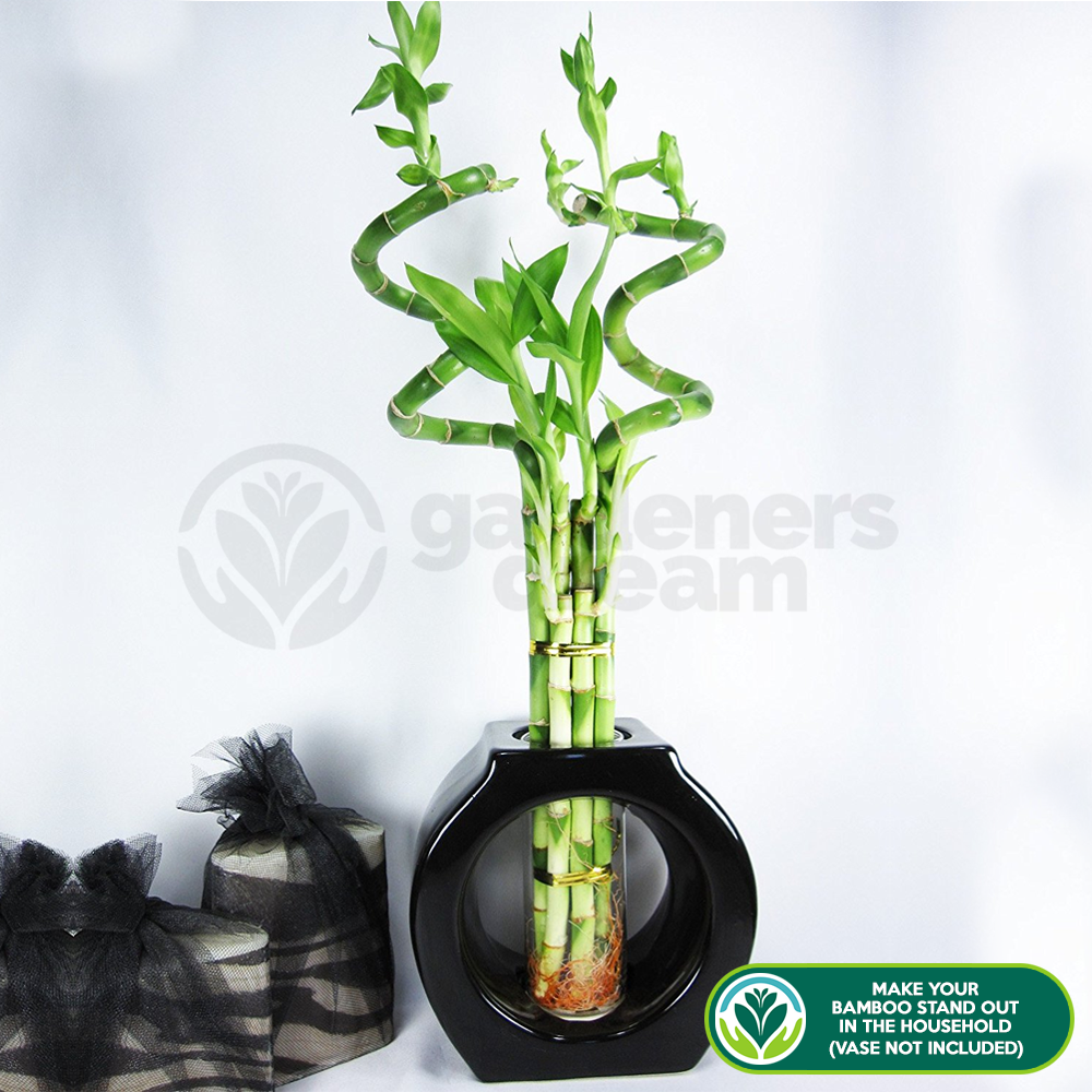 Lucky Bamboo (40cm, 3 stems)