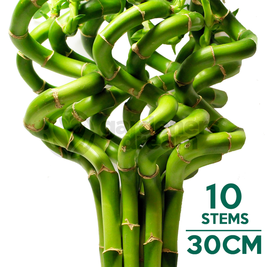 Lucky Bamboo (30cm, 10 stems)