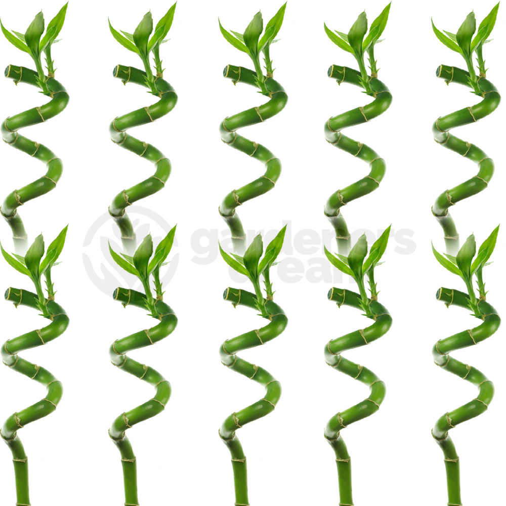 Lucky Bamboo (50cm, 10 stems)