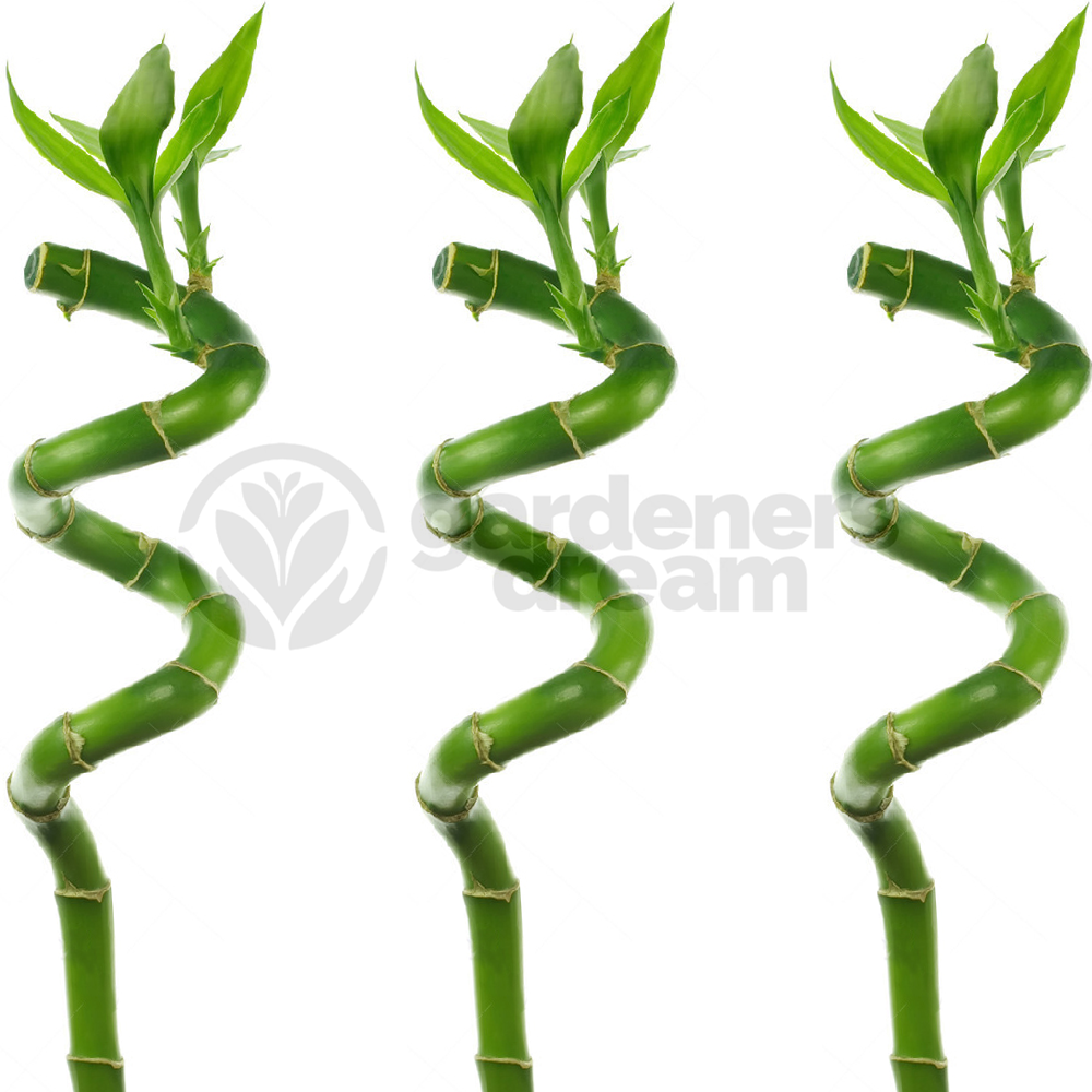 Lucky Bamboo (40cm, 3 stems)