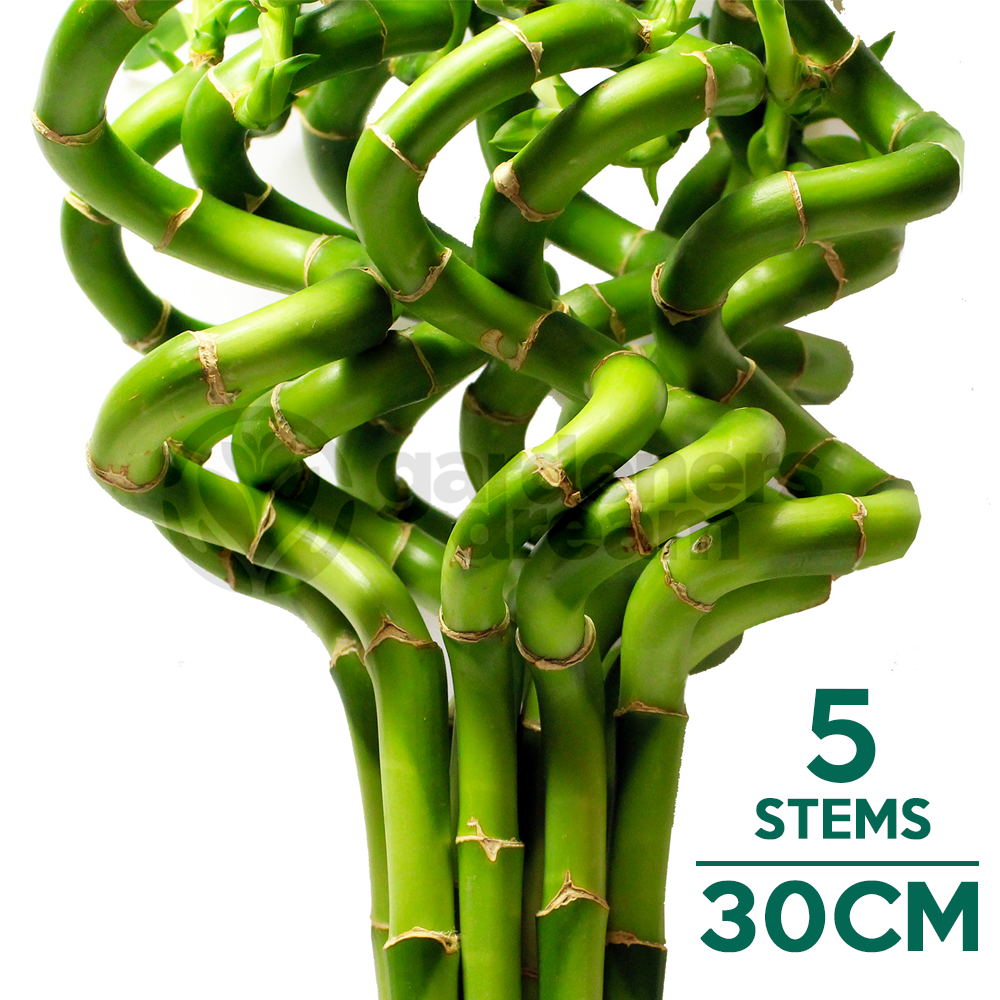 Lucky Bamboo (30cm, 5 stems)