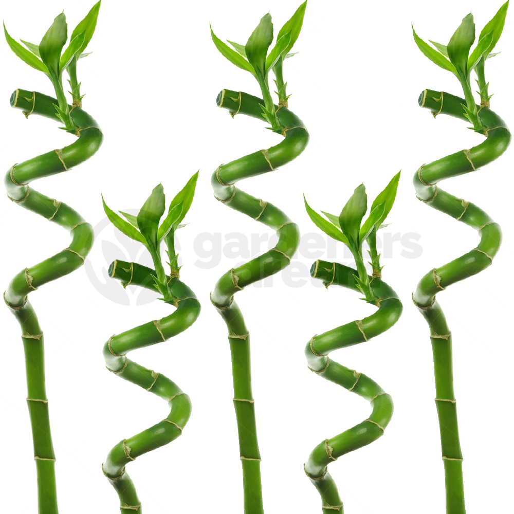 Lucky Bamboo (30cm, 5 stems)
