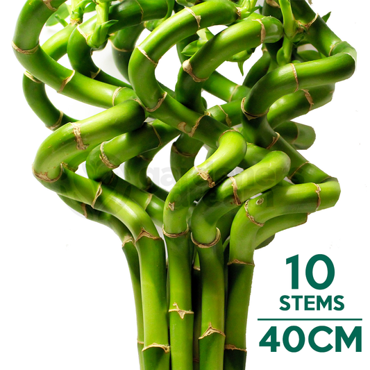 Lucky Bamboo (40cm, 10 stems)