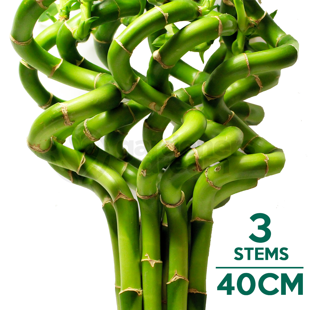 Lucky Bamboo (40cm, 3 stems)