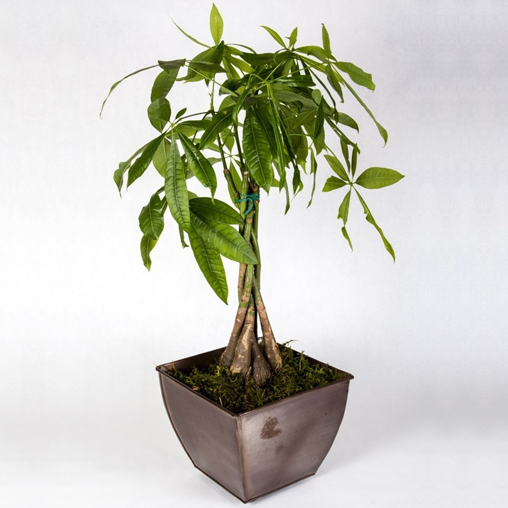 Pachira aquatica (12cm)