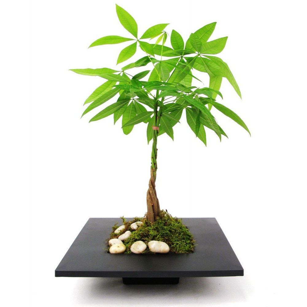 Pachira aquatica (12cm)