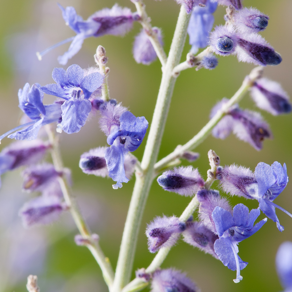 Perovskia Blue Spire (9cm)