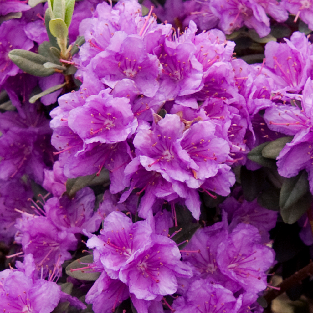 Rhododendron Ramapo (9cm)