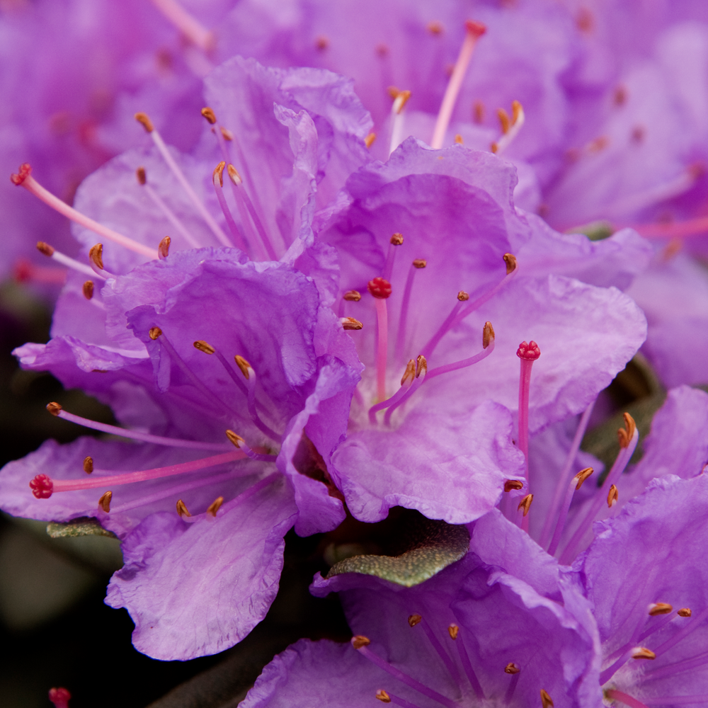 Rhododendron Ramapo (9cm)