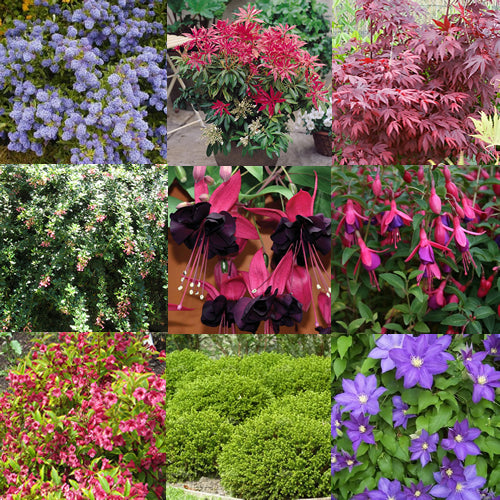 Shrub Mix (9cm, Pack of 5)