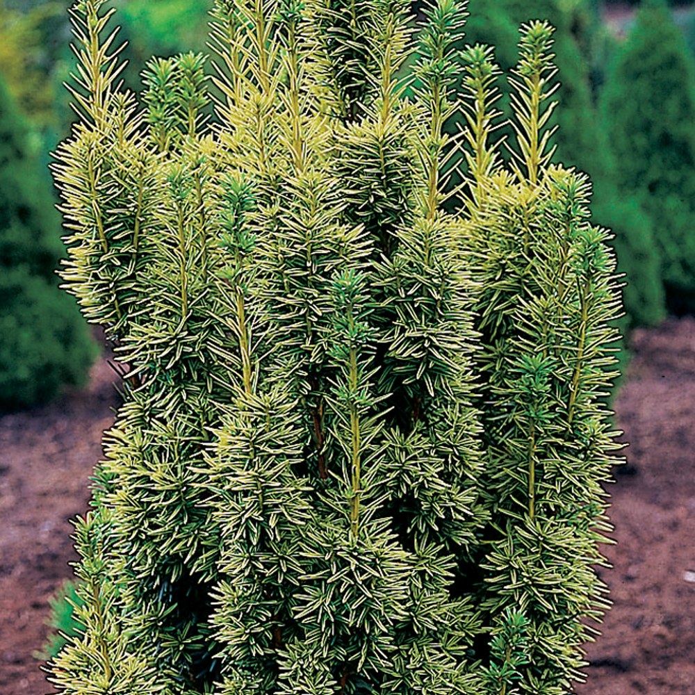 Taxus David (9cm)