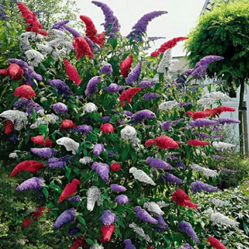 Buddleia Mix (9cm, Pack of 3)