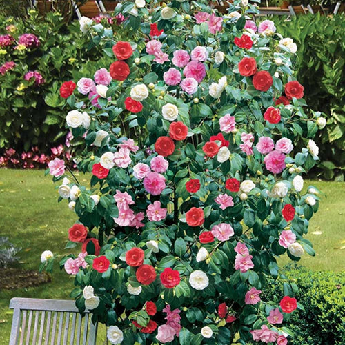 Camellia japonica Tricolour (9cm, 3 Pack)