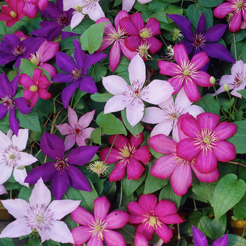 Clematis Mix (9cm, Pack of 3)