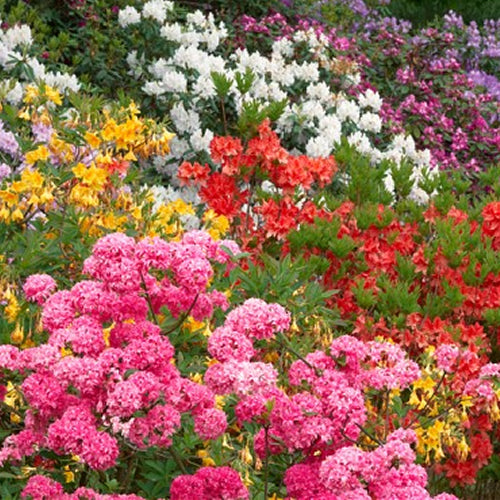 Rhododendron Mix (9cm, Pack of 3)