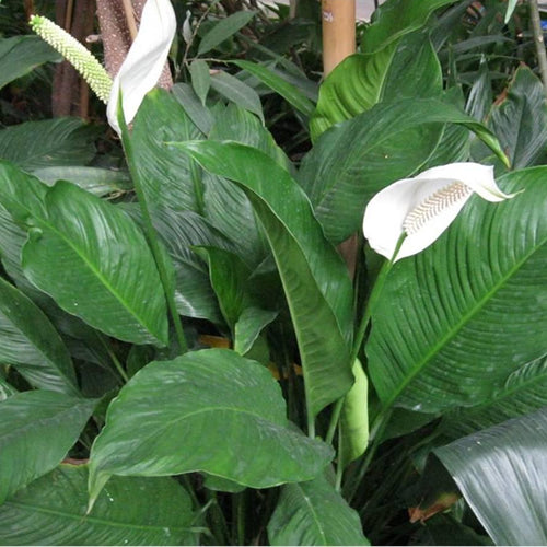 Spathiphyllum Chopin Peace Lily (9cm) - 3 plants