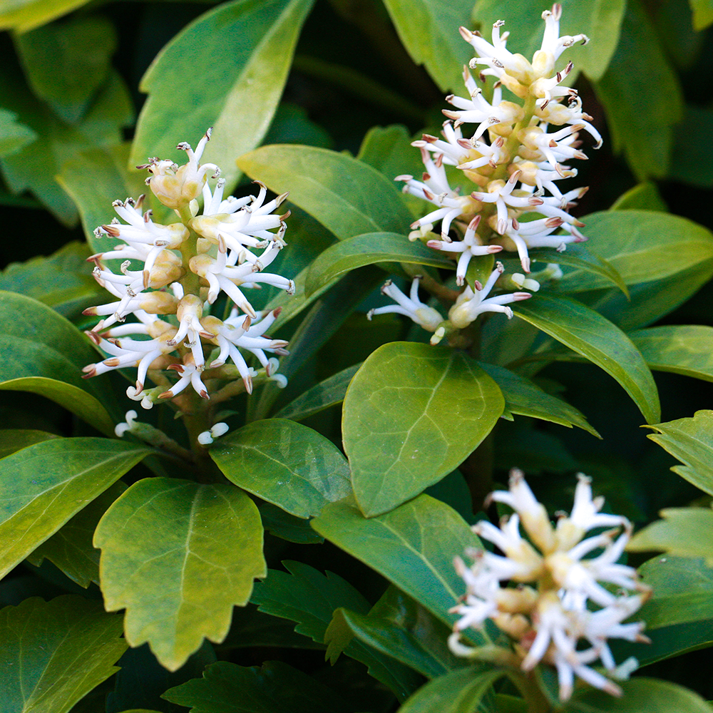 Pachysandra Terminalis (9cm)