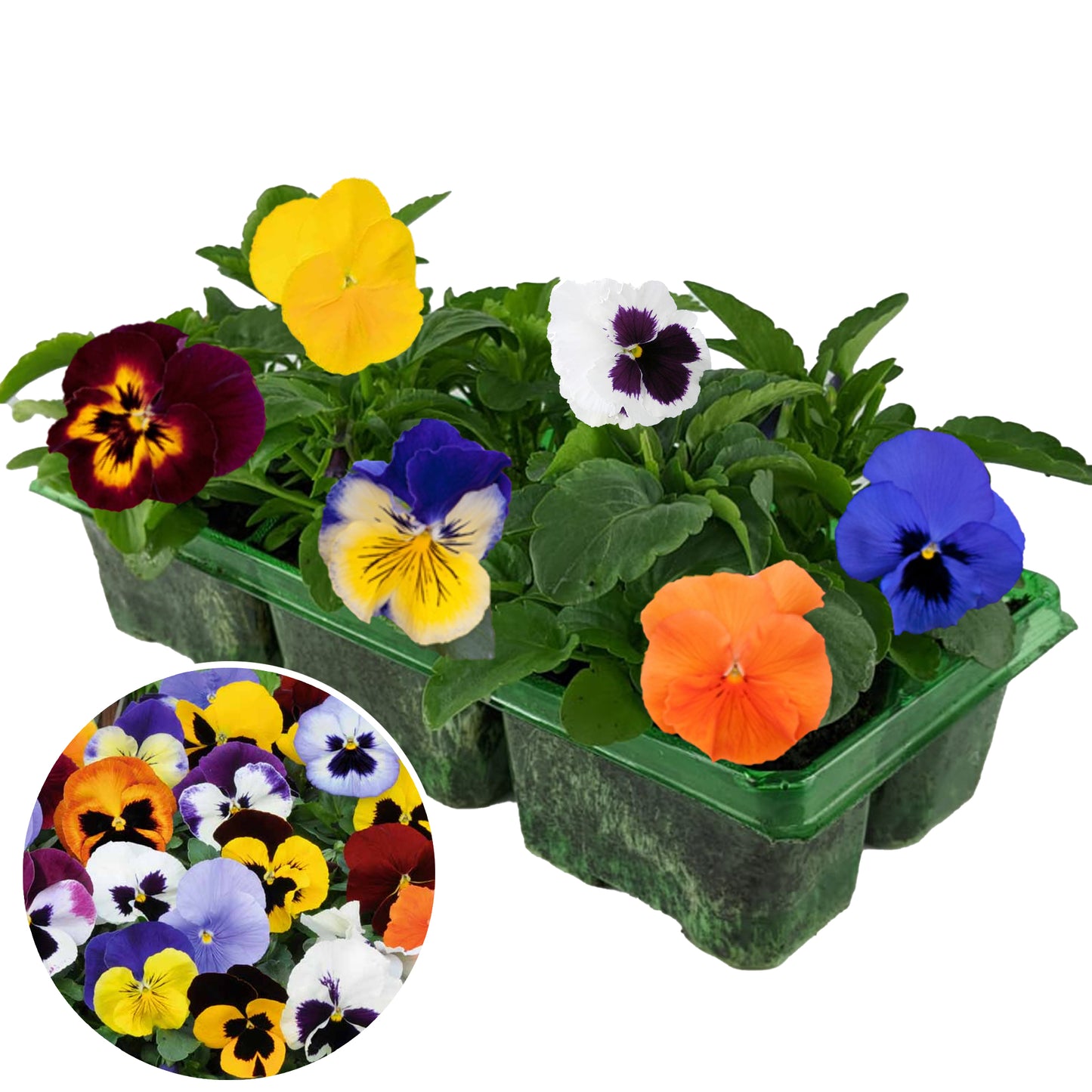 Bedding Plants - Pansy Mix (6 Pack)