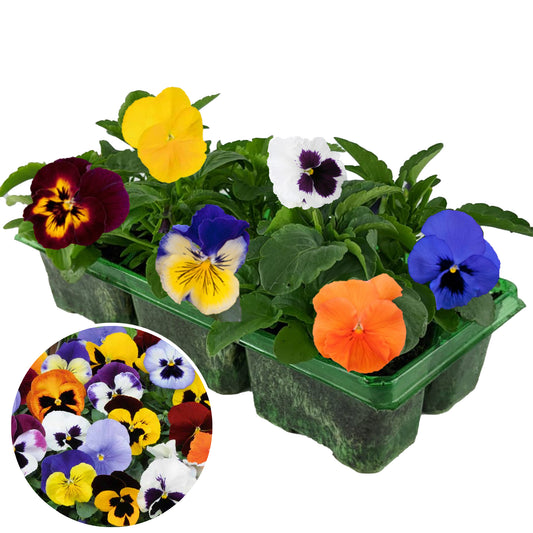 Bedding Plants - Pansy Mix (6 Pack)
