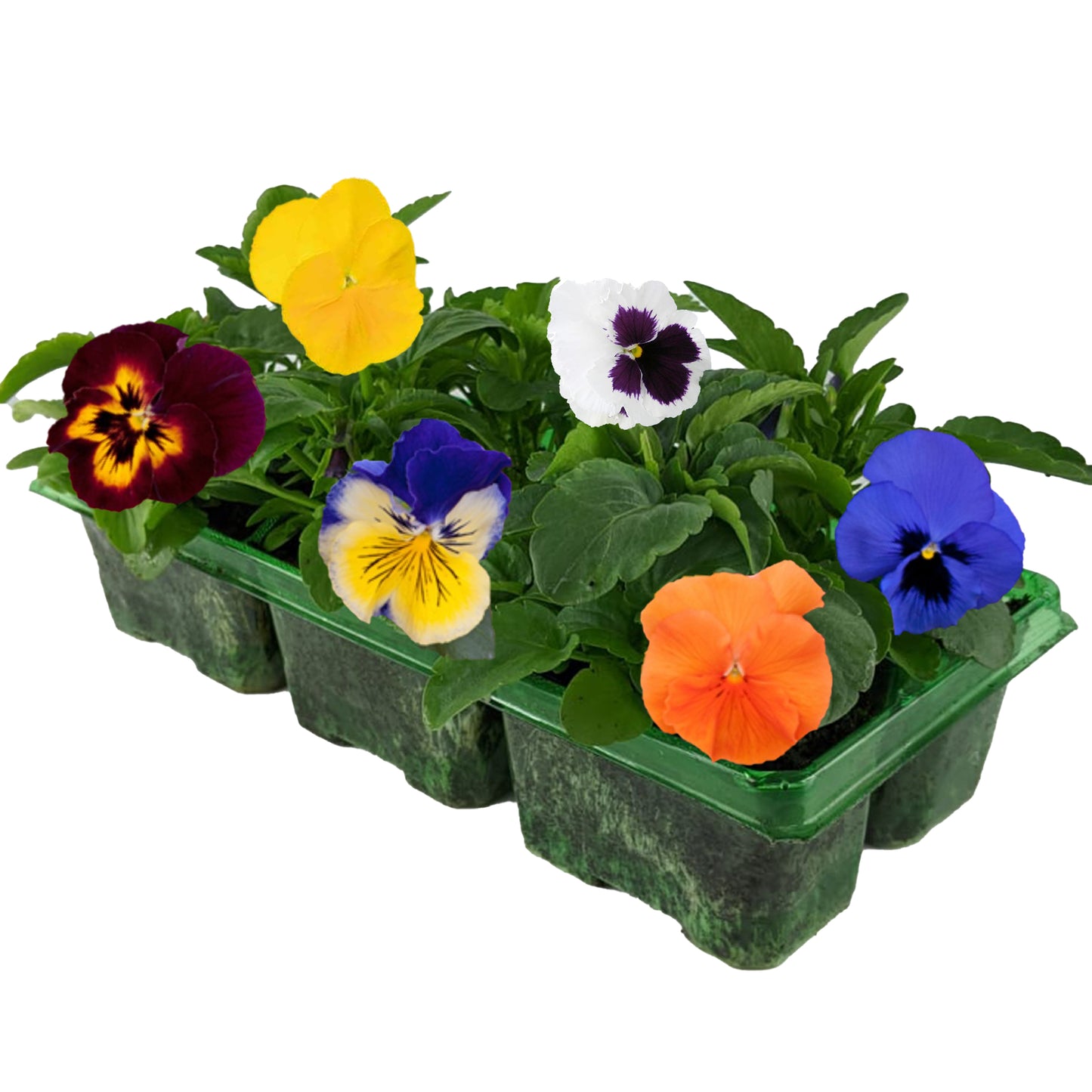 Bedding Plants - Pansy Mix (6 Pack)