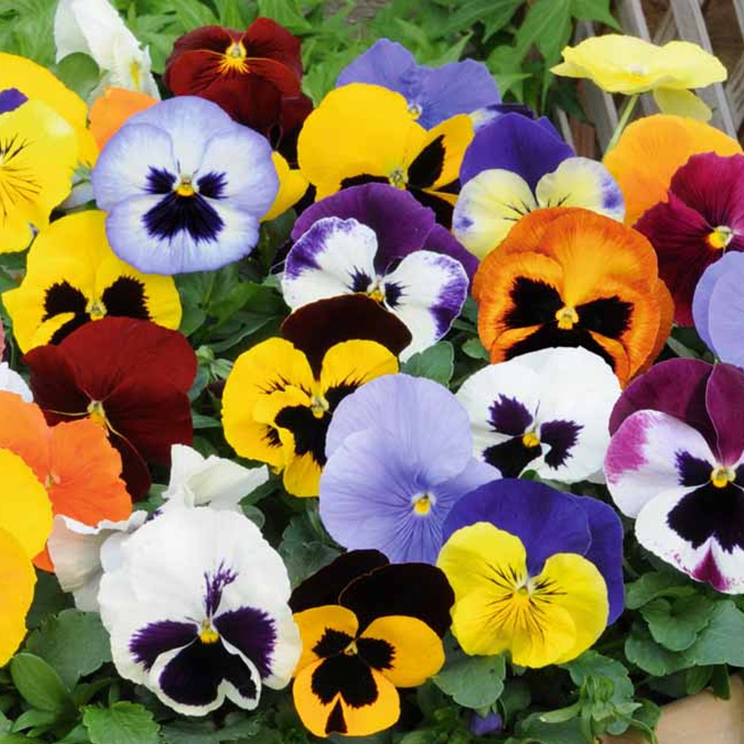 Bedding Plants - Pansy Mix (6 Pack)