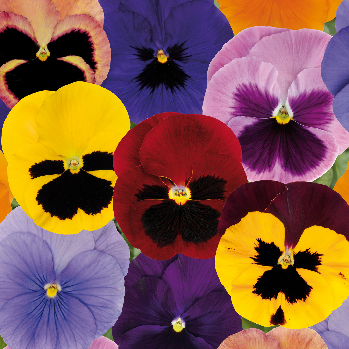 Bedding Plants - Pansy Autumn Mix (6 Pack)