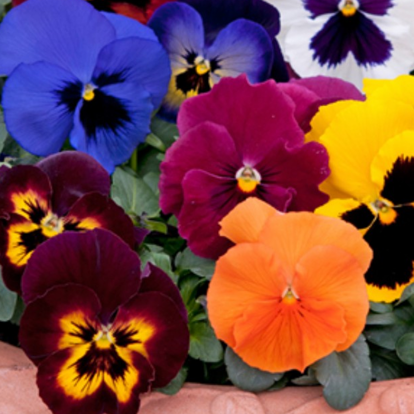 Bedding Plants - Pansy Autumn Mix (6 Pack)