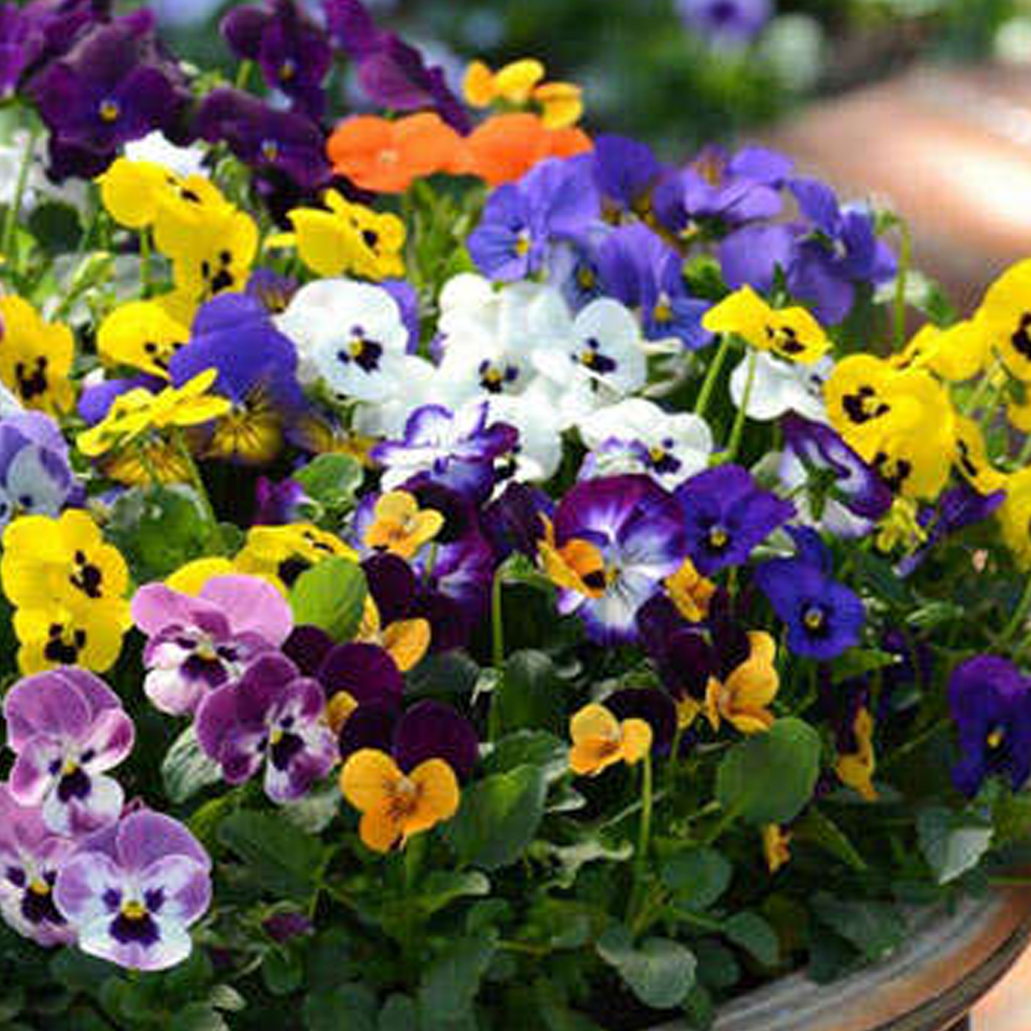 Bedding Plants - Pansy Autumn Mix (6 Pack)