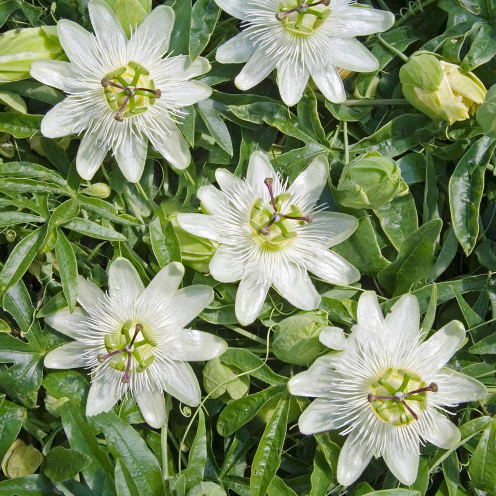 Passiflora Constance Elliot (9cm)