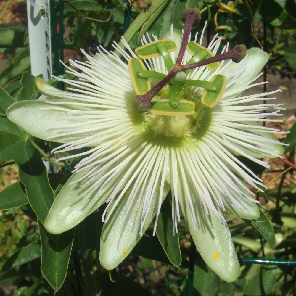 Passiflora Constance Elliot (9cm)