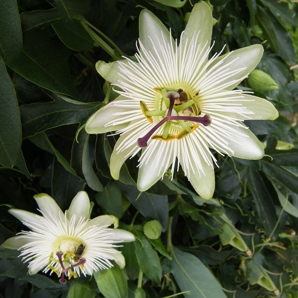 Passiflora Constance Elliot (9cm)