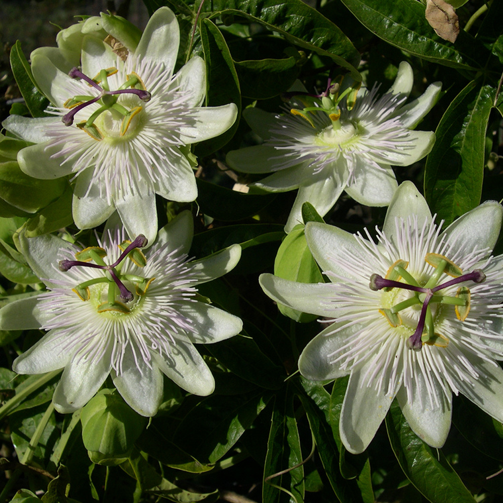 Passiflora Constance Elliot (9cm)