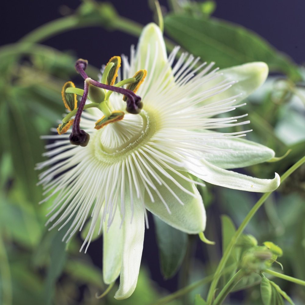 Passiflora Constance Elliot (9cm)